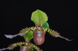 Paphiopedilum Sandy's Wild Turkey Jack